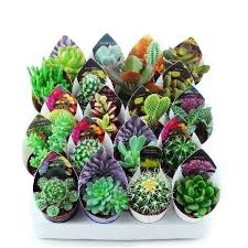 Nos dedicamos exclusivamente a la venta de souvenirs de cactus y suculentas con distintos. Cacti Succulent Mix 5 5cm Sherries Estates