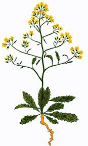 Image result for Erucastrum