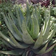 Image result for Aloe aculeata × globuligemma