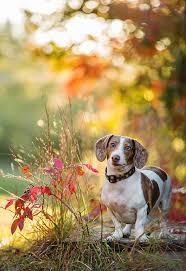 Explore other popular pets near you from over 7 million businesses with over 142 million reviews and … top 10 pet photographers near you. Pet Portraits Dog Portraits Pets Photos Of Dogs Professional Pet Photographs Profession Professional Dog Photography Dog Photography Dog Photography Poses