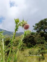 Image result for Cirsium