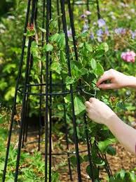 What is the plant to climb up? How To Plant Grow And Care For Climbing Plants Jackson S Nurseries