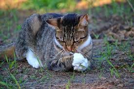 There are many patterns between, Brown White And Black Tabby Cat Hd Wallpaper Wallpaper Flare