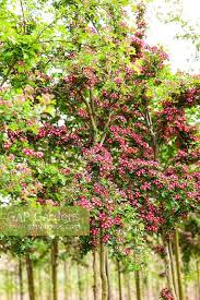 Buy washington hawthorn trees (crataegus phaenopyrum) with delivery right to your door. Crataegus Laevigata Stock Photo By Jo Whitworth Image 1302368