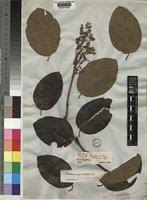 Image result for Flabellaria paniculata