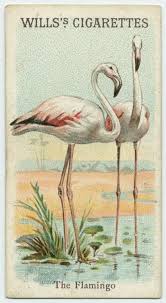 The Flamingo Id 411666 Nypl Digital Gallery Flamingo Art Flamingo Birds