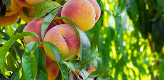 One of top four florida varieties. The Fuzzy History Of The Georgia Peach History Smithsonian Magazine