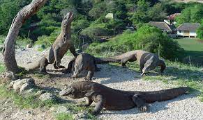 Can You Have A Komodo Dragon As A Pet Wildlife Informer