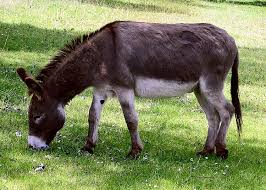 The origins of the democratic jackson went on to defeat incumbent john quincy adams and serve as america's first democratic president. Donkey Wikipedia