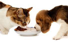 How To Keep That Pesky Dog Out Of The Cat S Food Http Www Kittenswhiskers Com How To Keep That Pesky Dog Out Of The Cats Food Dog Cat Animals Pets