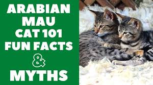 As is always the case, exact size standards might vary. Arabian Mau Cats 101 Fun Facts Myths Youtube
