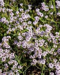 Image result for Verbena rigida