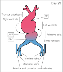Check spelling or type a new query. Embryology Of The Heart Obgyn Key