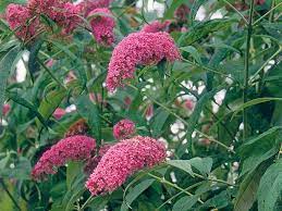 Invasive Butterfly Bush Butterfly Garden Butterfly Bush Hummingbird Plants