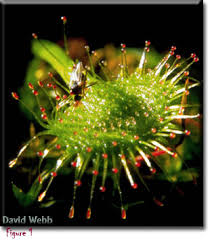 Image result for Drosera dielsiana