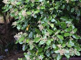 Image result for Curtisia dentata