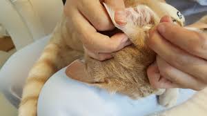 Ce sont des acariens qui ne sont autres que des bêtes nuisibles qui ce type d'infection est une maladie bénigne rare chez le chat. Gale Des Oreilles Chez Le Chat Le Traitement Se Simplifie