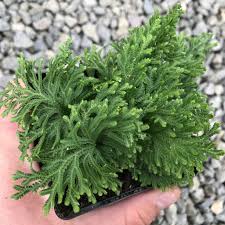 Image result for Selaginella auquieri
