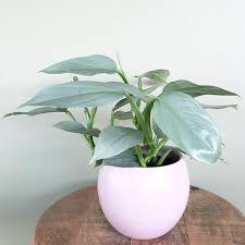 Philodendron Silver Sword Ugh I Want It Philodendron Plant Plants Pretty Plants