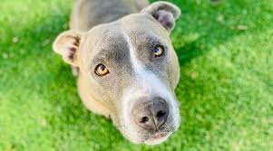 There can be an eye issue or any injury behind this, but you may not get to make it out due to closed eyes. Blue Nose Pitbull Breed Information Facts Puppy Costs More