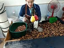 Beside above, are nuts toxic to humans? Cashew Wikipedia