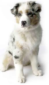 Explore 184 listings for puppies for sale victoria at best prices. Rspca Victoria Dogs And Puppies