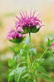 We stock the best plants, landscaping supplies & gardening accessories. 6 Great Companions For Fruit Trees