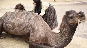 How To Give And Receive Feedback About Creative Work Camels Art Extreme Pets Camels