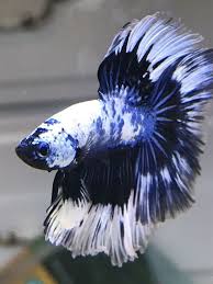 Betta Fish Everythingaboutbettafish Pet Fish Beautiful Fish Betta Fish