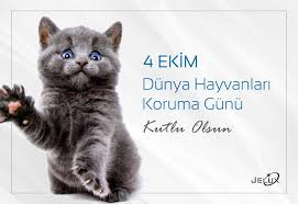 4 Ekim Dunya Hayvanlari Koruma Gunu Hayvan Korse Gumus