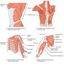 Learn about each of these muscles, their locations, functional anatomy and exercises for them. File 1119 Muscles That Move The Humerus Jpg Wikimedia Commons
