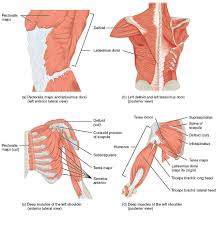 In response to changes in the condition of the body detected by sensory receptors, the hypothalamus sends signals to glands, smooth muscles, and the heart to counteract these changes. File 1119 Muscles That Move The Humerus Jpg Wikimedia Commons