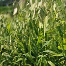 Image result for Chasmanthium latifolium
