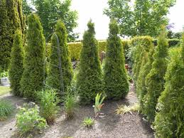 Man mag es kaum glauben, aber. Lebensbaum Smaragd Thuja Occidentalis Smaragd Baumschule Horstmann