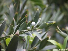 Image result for Nageia nagi