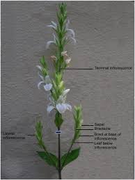 Image result for Isoglossa gregorii