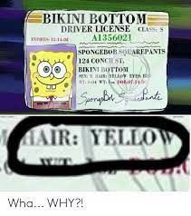 Sleepy time is a spongebob squarepants episode from season 1. Bikini Bottom Driver License Class S A1356021 Expires 12 11 03 Spongebob Squarepants 124 Conch St Bikini Bottom Sex M Hair Yellow Eyes Blu Ht 0 04 Wt 1oz Dob07 14 86 Spomepbrt Sgeaalonts Air Yellow Wha