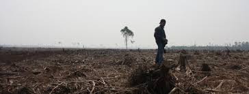 Indonesia S Rainforests Environmental Paper Network