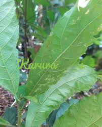 Image result for Ficus capreifolia