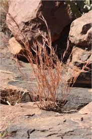 Image result for Schizachyrium brevifolium