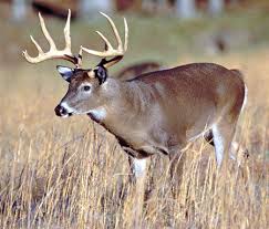 Talking of a probable origin, before the paper currency in the us, animal skin( usually that of a talking of the practical usage of the term, 'bucks' simply means 'unit money'. The Buck Deer Animals Background Wallpapers On Desktop Nexus Image 673660
