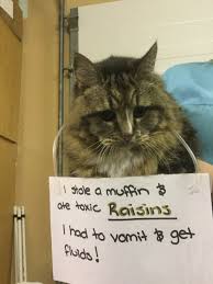 We did not find results for: Mission Vet Hospital Mission Vet Twitter