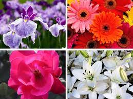Maybe you would like to learn more about one of these? 11 Gorgeous Native French Flowers To Grow In Your Garden