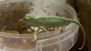 Check spelling or type a new query. Cute Baby Chameleons Eat Fruit Flies Ch Calyptratus Inferion7 Youtube