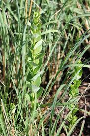 Image result for Clutia