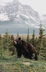 There are a few things to bear in mind when you're looking: Bear Wallpaper Iphone Kolpaper Awesome Free Hd Wallpapers