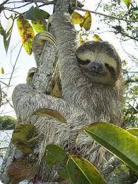 El Parque Nacional Baritu Es Una De Las Zonas Nucleo De La Reserva De Biosfera De Las Yungas Argentina Tur Tembel Hayvan Tembel Hayvanlar Yavru Tembel Hayvan