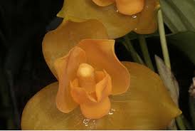 Image result for Polystachya dendrobiiflora