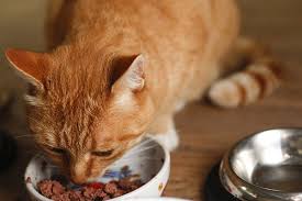 8….the dog like to eat meat ? Loss Of Appetite In Cats Symptoms Causes Diagnosis Treatment Recovery Management Cost