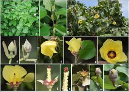 The appearance of hibiscus flowers varies among over 200 species, but the blossoms of the flower are similar. Hibiscus Tiliaceus A Habit B Alternate Leaf Arrangement And Download Scientific Diagram